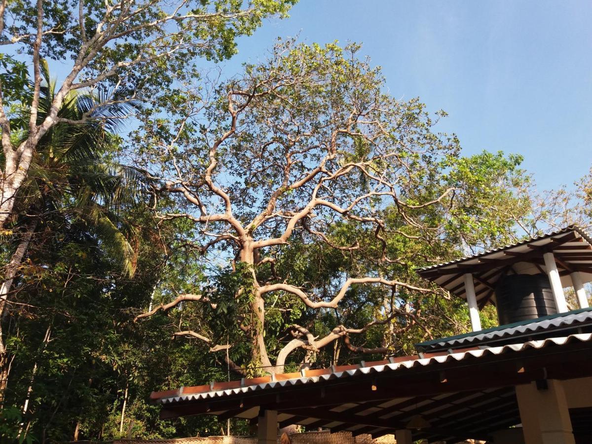 Cashew Villa Hiriketiya ディックウェラ エクステリア 写真