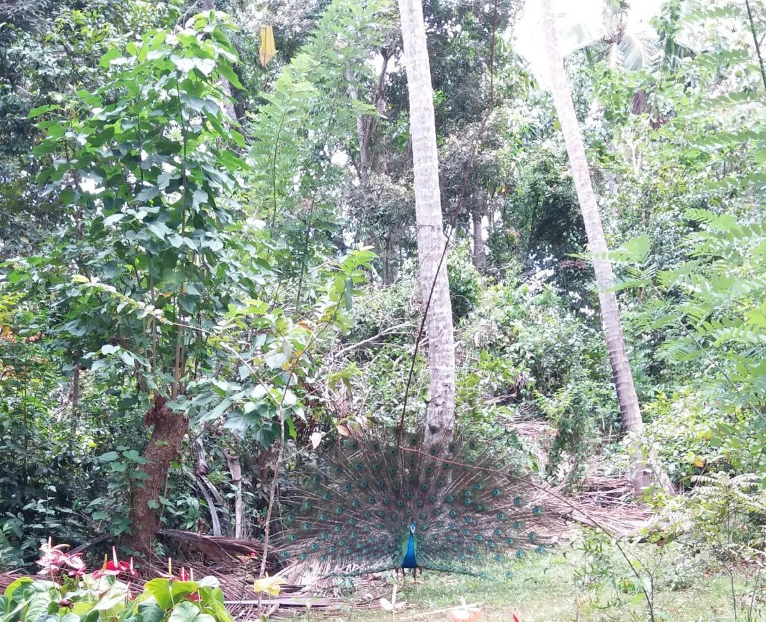 Cashew Villa Hiriketiya ディックウェラ エクステリア 写真