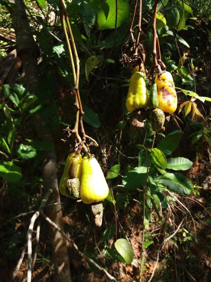 Cashew Villa Hiriketiya ディックウェラ エクステリア 写真