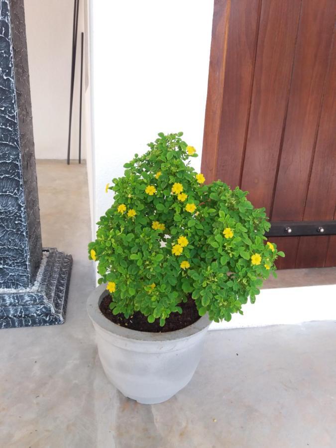 Cashew Villa Hiriketiya ディックウェラ エクステリア 写真