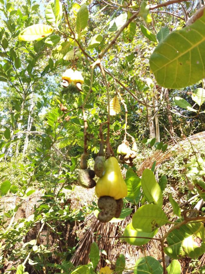 Cashew Villa Hiriketiya ディックウェラ エクステリア 写真