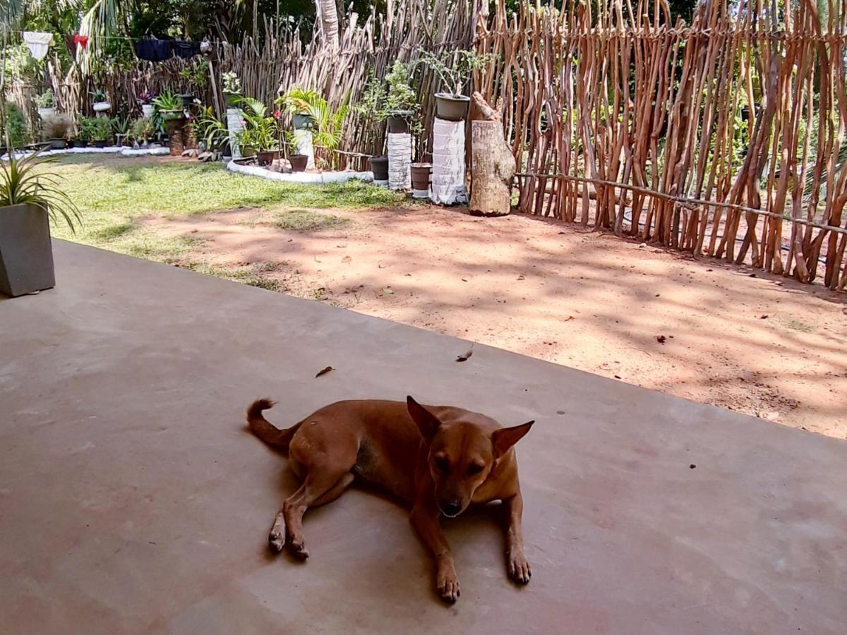 Cashew Villa Hiriketiya ディックウェラ エクステリア 写真
