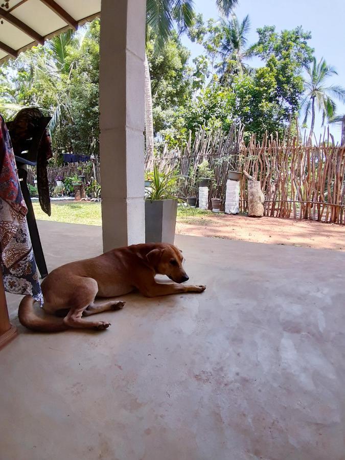 Cashew Villa Hiriketiya ディックウェラ エクステリア 写真
